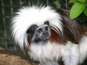 Cotton-Top-Tamarin