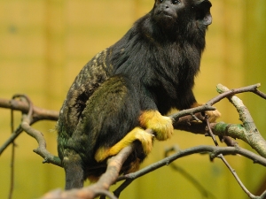 Red-Handed-Tamarin