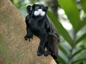 White-Mustached-Tamarin